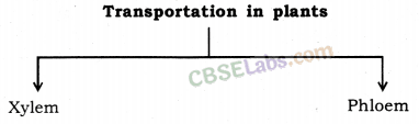 Life Processes Class 10 Notes Science Chapter 6 img-22