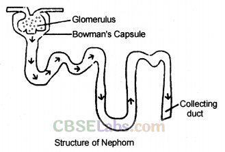 Life Processes Class 10 Notes Science Chapter 6 img-24